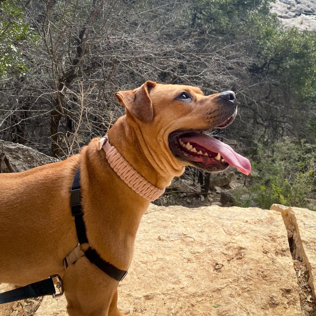 Enlarge Nectarine, a Adoptable Pit Bull Terrier in Austin, TX image 3/6