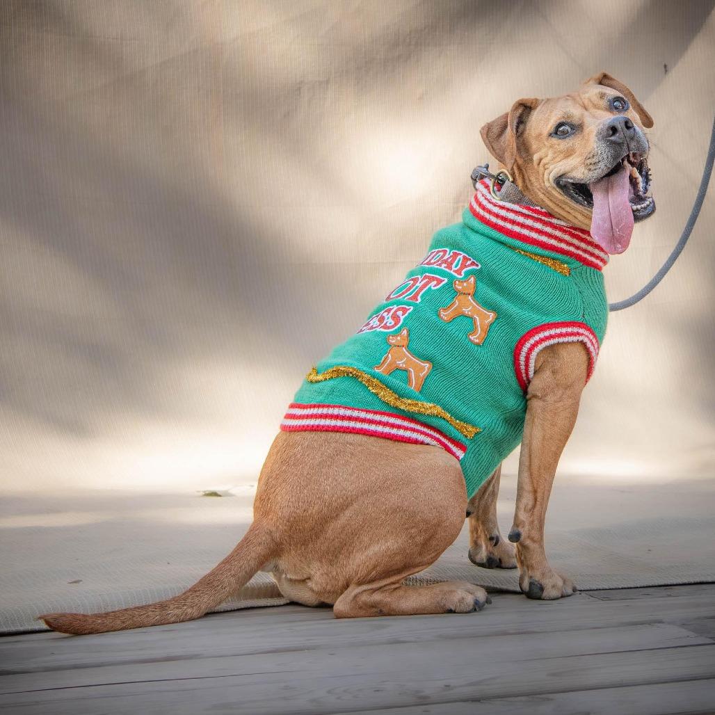 Nectarine, a Adoptable Pit Bull Terrier in Austin, TX image 2/6