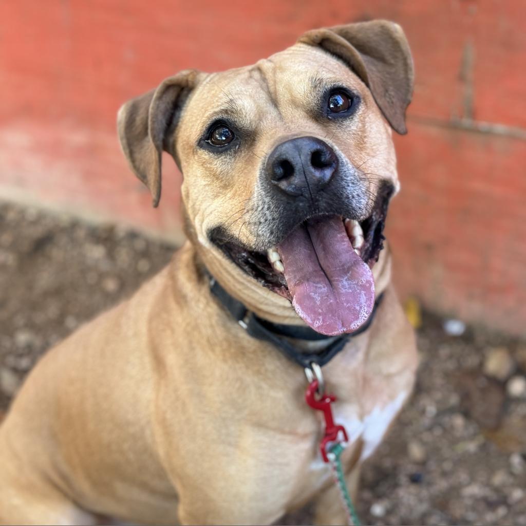 Nectarine, a Adoptable Pit Bull Terrier in Austin, TX image 2/3