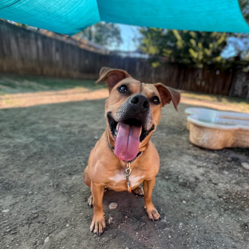 Nectarine, a Adoptable Pit Bull Terrier in Austin, TX image 3/6