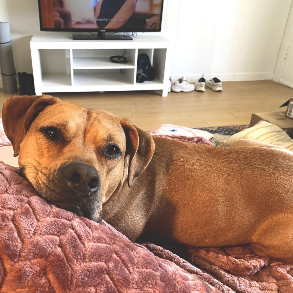 Nectarine, a Adoptable Pit Bull Terrier in Austin, TX image 5/6