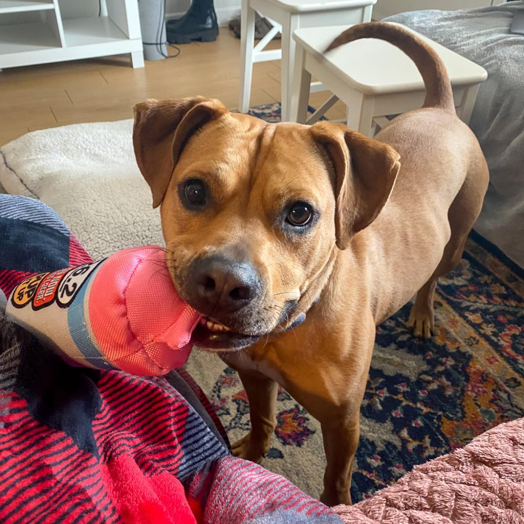 Enlarge Nectarine, a Adoptable Pit Bull Terrier in Austin, TX image 5/6