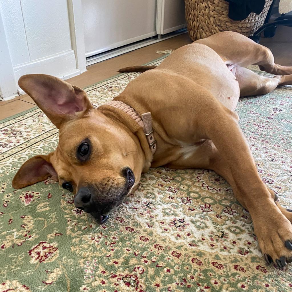 Nectarine, a Adoptable Pit Bull Terrier in Austin, TX image 6/6