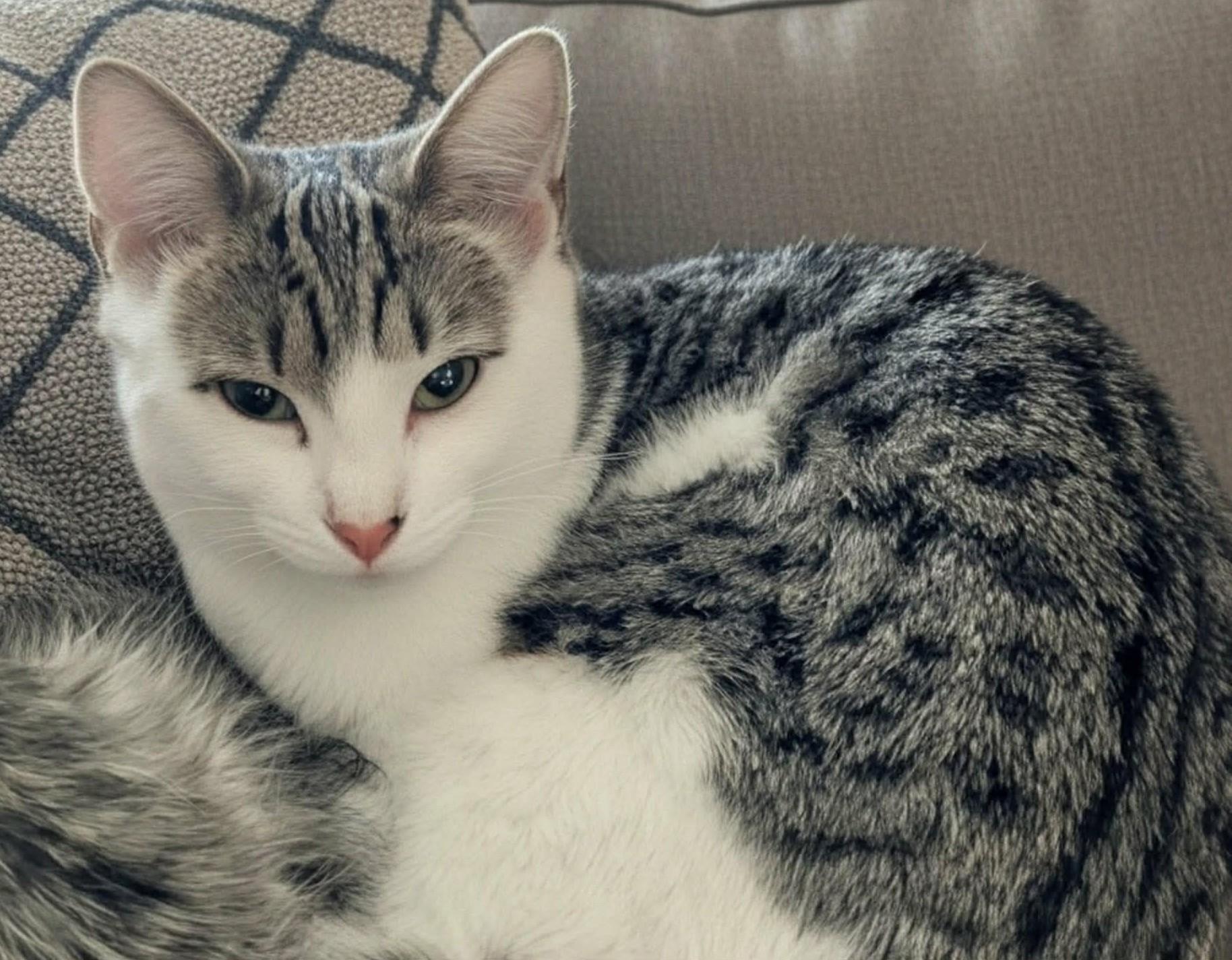 Enlarge Squeak, a Adoptable mixed breed in Beckley, WV image 2/2