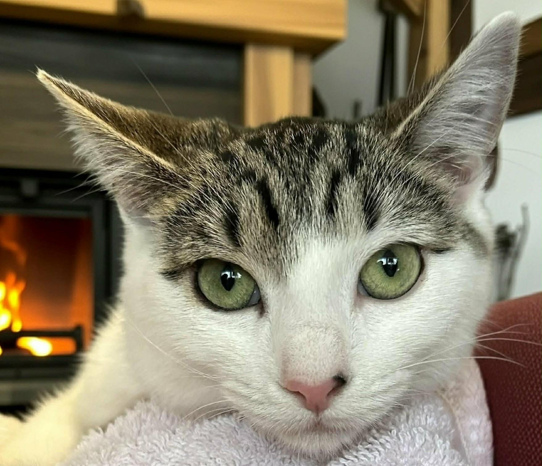 Squeak, Adoptable, Kitten Female Tabby.