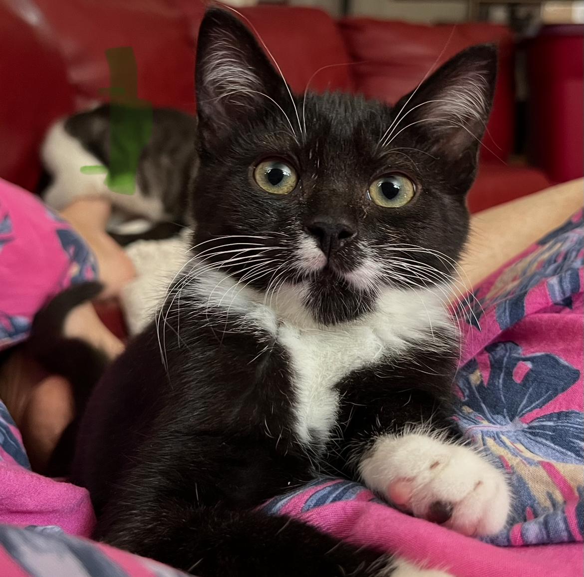 Nelly and Pink- dual adoption ONLY
