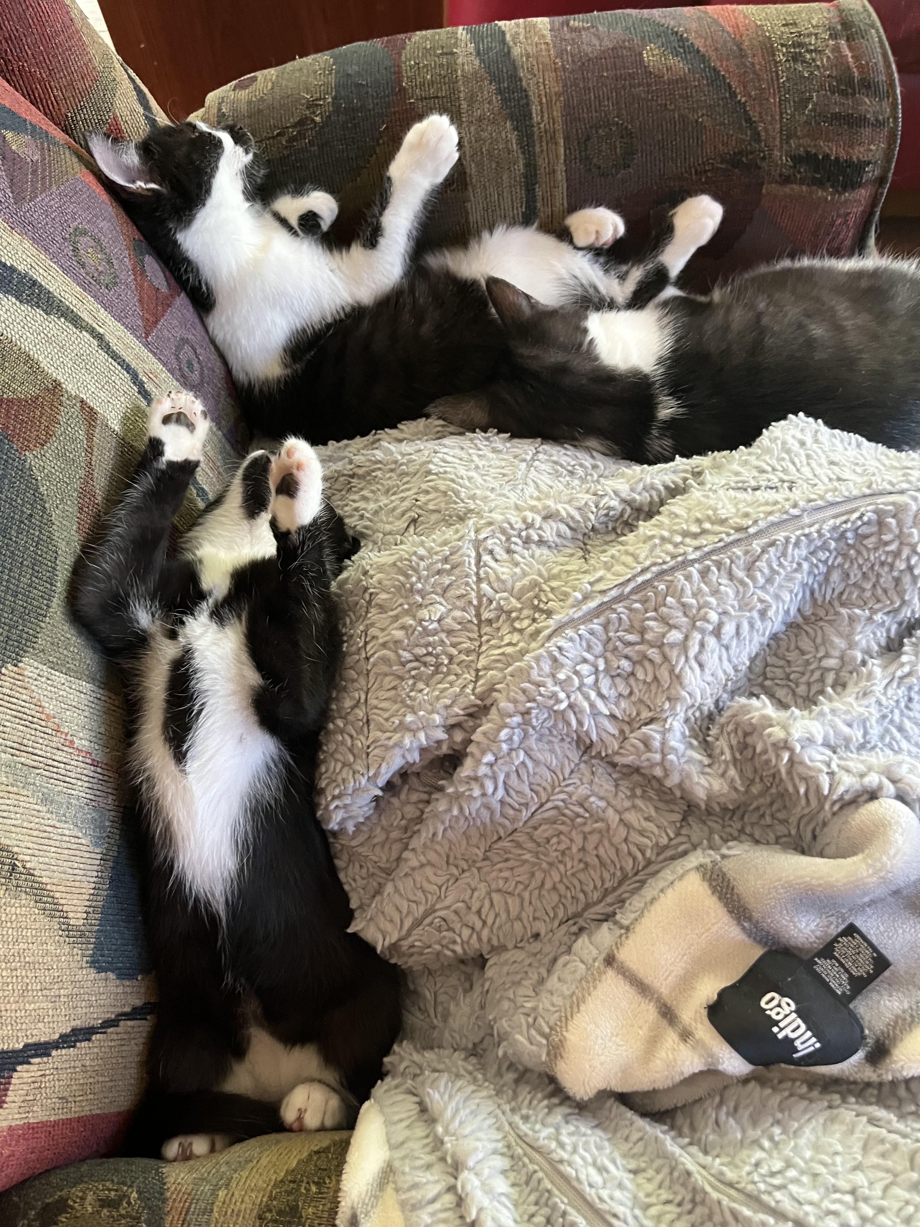 Nelly and Pink- dual adoption ONLY