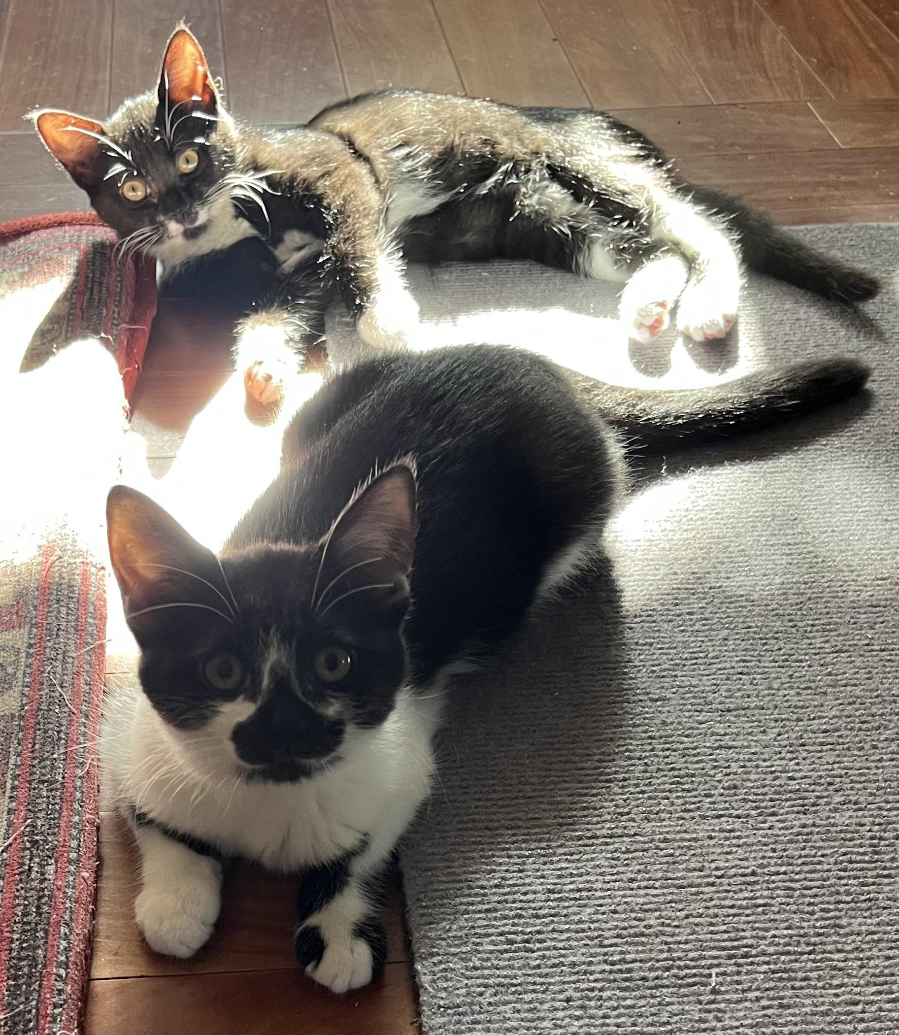 Nelly and Pink- dual adoption ONLY
