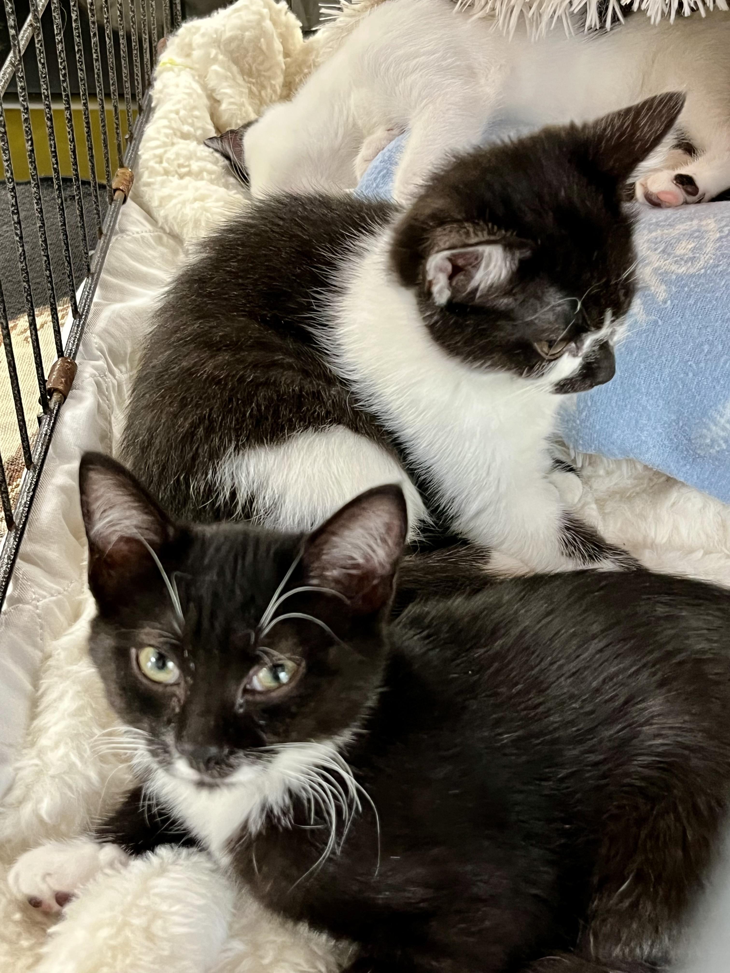 Nelly and Pink- dual adoption ONLY