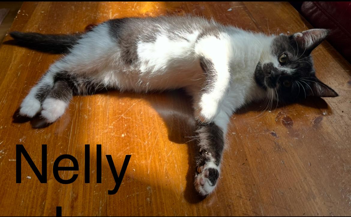 Nelly and Pink- dual adoption ONLY