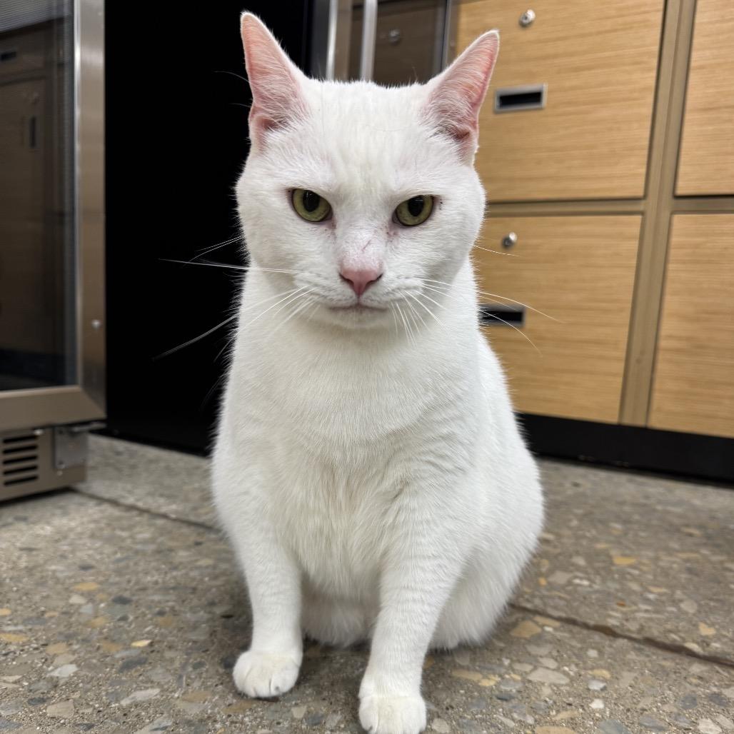 Enlarge Hedwig, a Adoptable Domestic Short Hair in La Grange, KY image 2/6