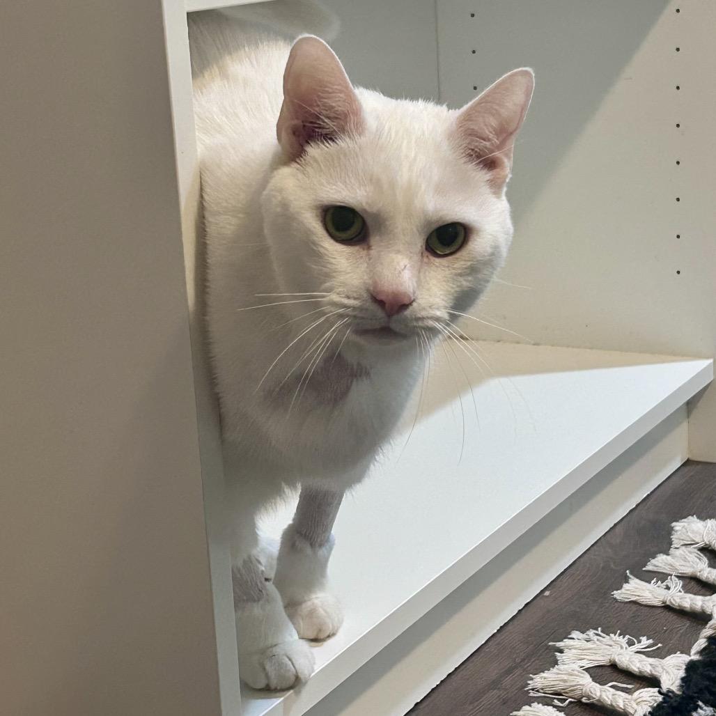 Enlarge Hedwig, a Adoptable Domestic Short Hair in La Grange, KY image 3/6