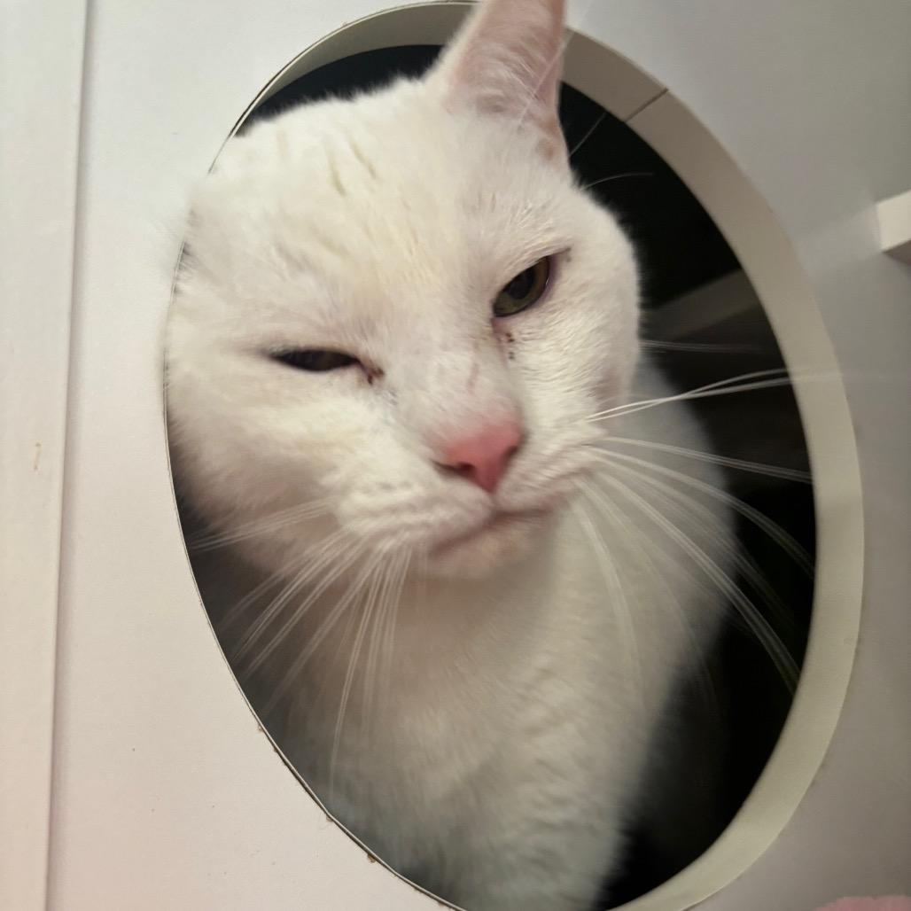 Enlarge Hedwig, a Adoptable Domestic Short Hair in La Grange, KY image 4/6