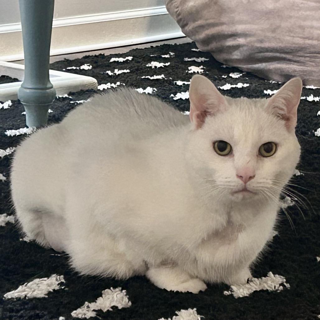 Hedwig, Adoptable, Adult Male Domestic Short Hair.