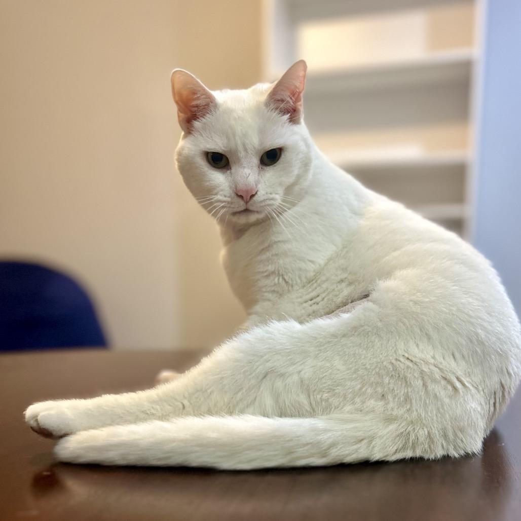 Enlarge Hedwig, a Adoptable Domestic Short Hair in La Grange, KY image 5/6