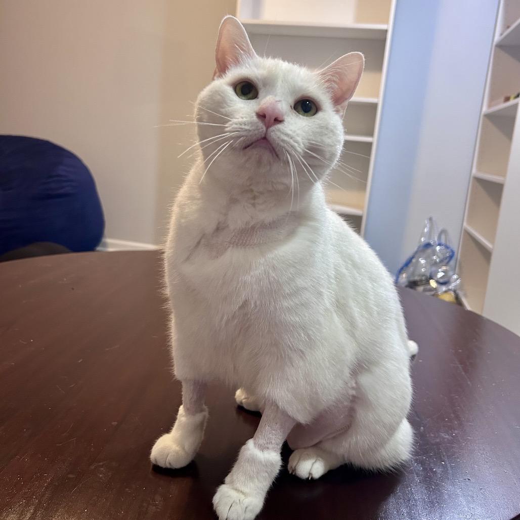 Enlarge Hedwig, a Adoptable Domestic Short Hair in La Grange, KY image 6/6