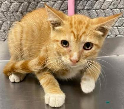 Mango, Adoptable, Young Male Domestic Short Hair & Domestic Short Hair.