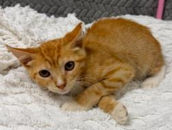 Mango, a Adoptable mixed breed in Lampasas, TX image 2/2