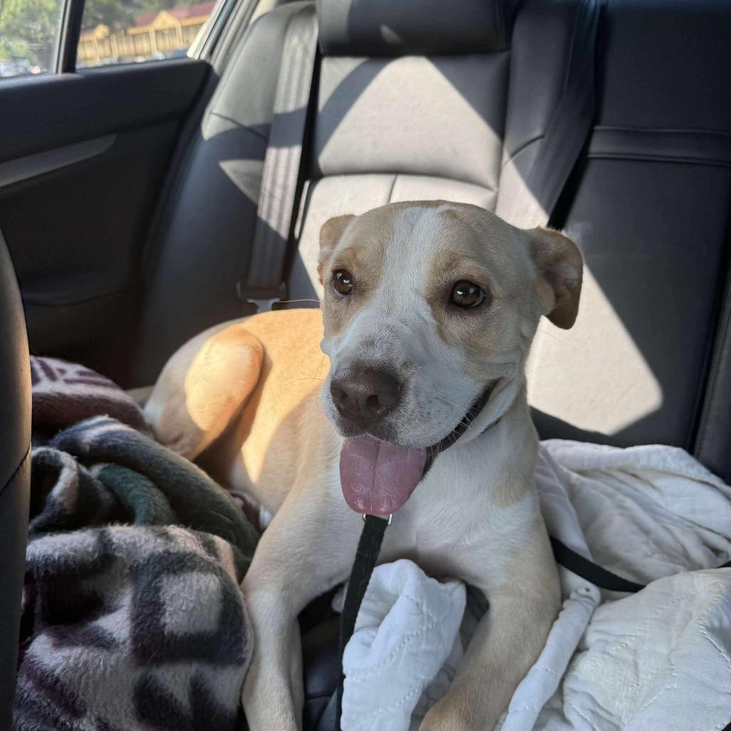 Enlarge Reece, a Adoptable Labrador Retriever in Perryville, AR image 1/5
