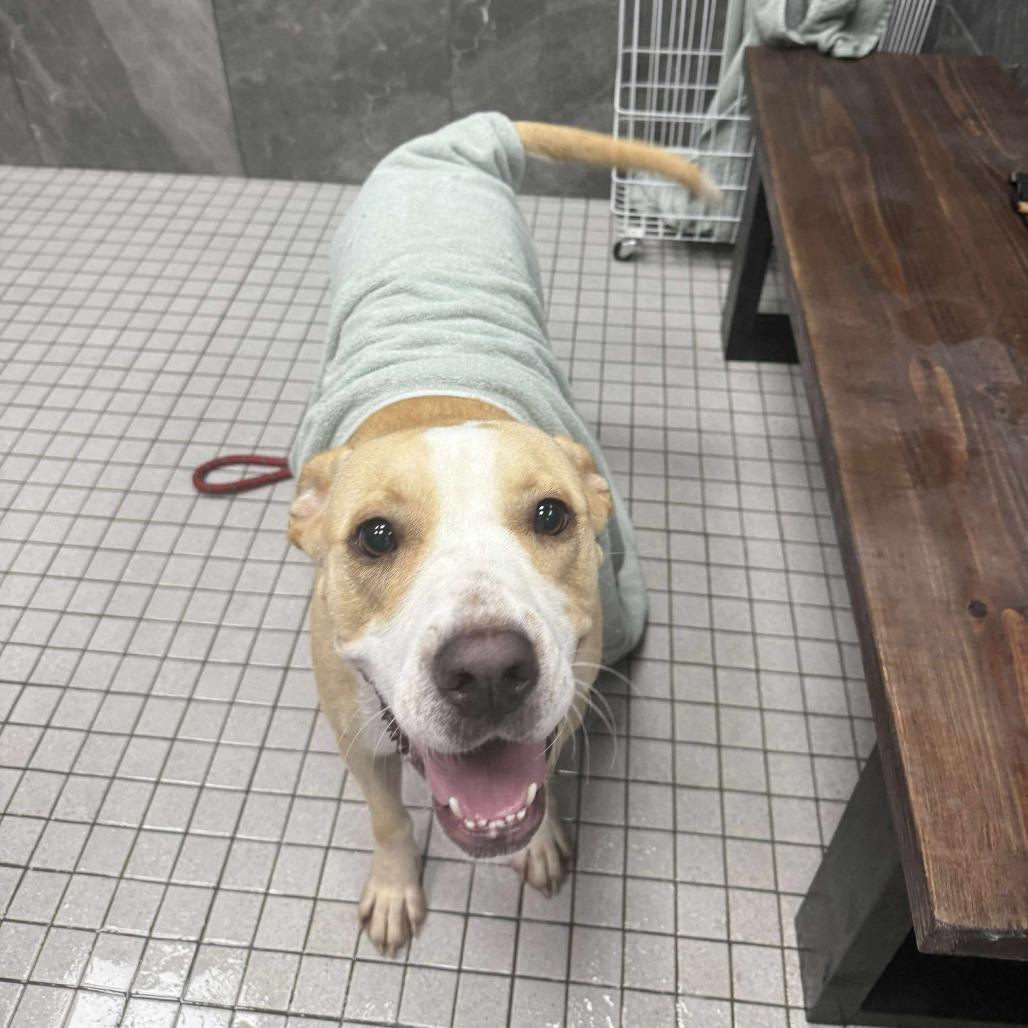 Enlarge Reece, a Adoptable Labrador Retriever in Perryville, AR image 2/5