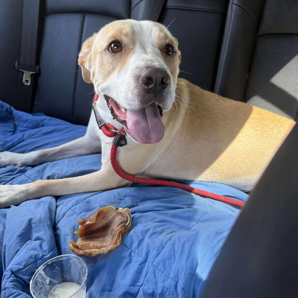 Enlarge Reece, a Adoptable Labrador Retriever in Perryville, AR image 3/5