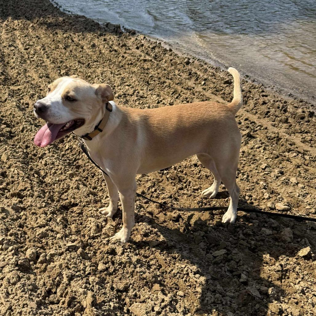 Enlarge Reece, a Adoptable Labrador Retriever in Perryville, AR image 4/5