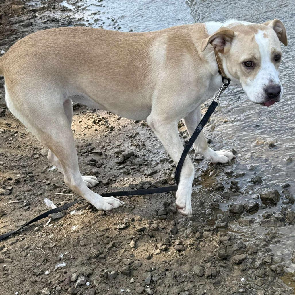 Enlarge Reece, a Adoptable Labrador Retriever in Perryville, AR image 5/5