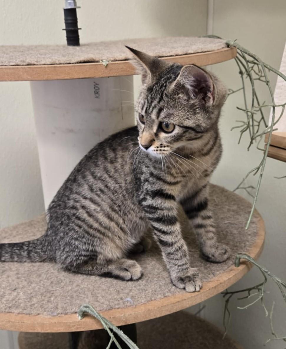 Anna, an adoptable Domestic Short Hair in Larned, KS, 67550 | Photo Image 1