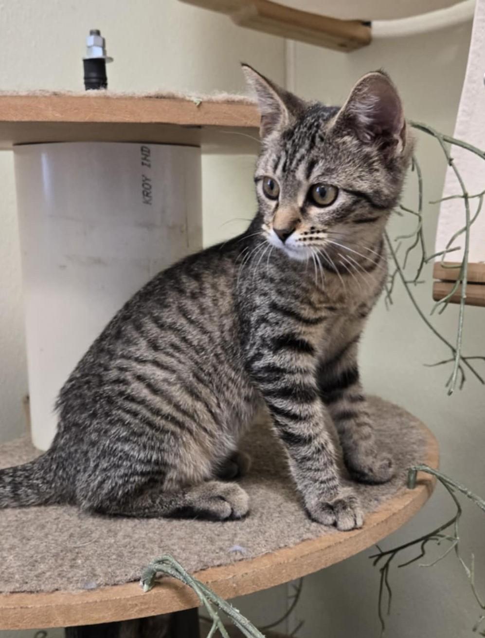 Anna, an adoptable Domestic Short Hair in Larned, KS, 67550 | Photo Image 2