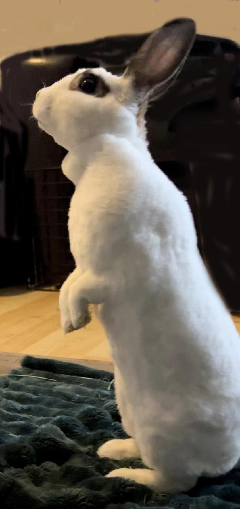 Felicity, a Adopted Mini Rex in Lakeville, MN image 1/3