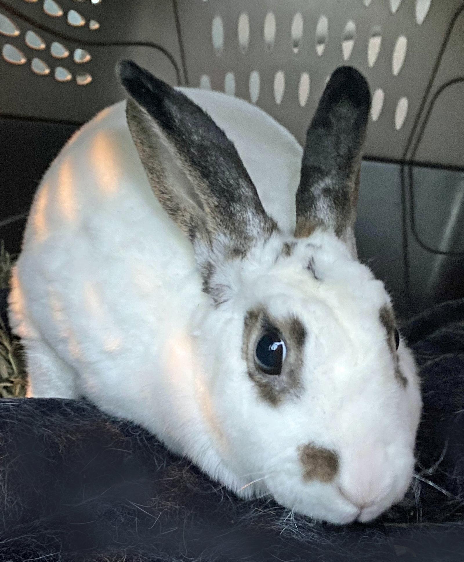 Felicity, a Adopted Mini Rex in Lakeville, MN image 2/3