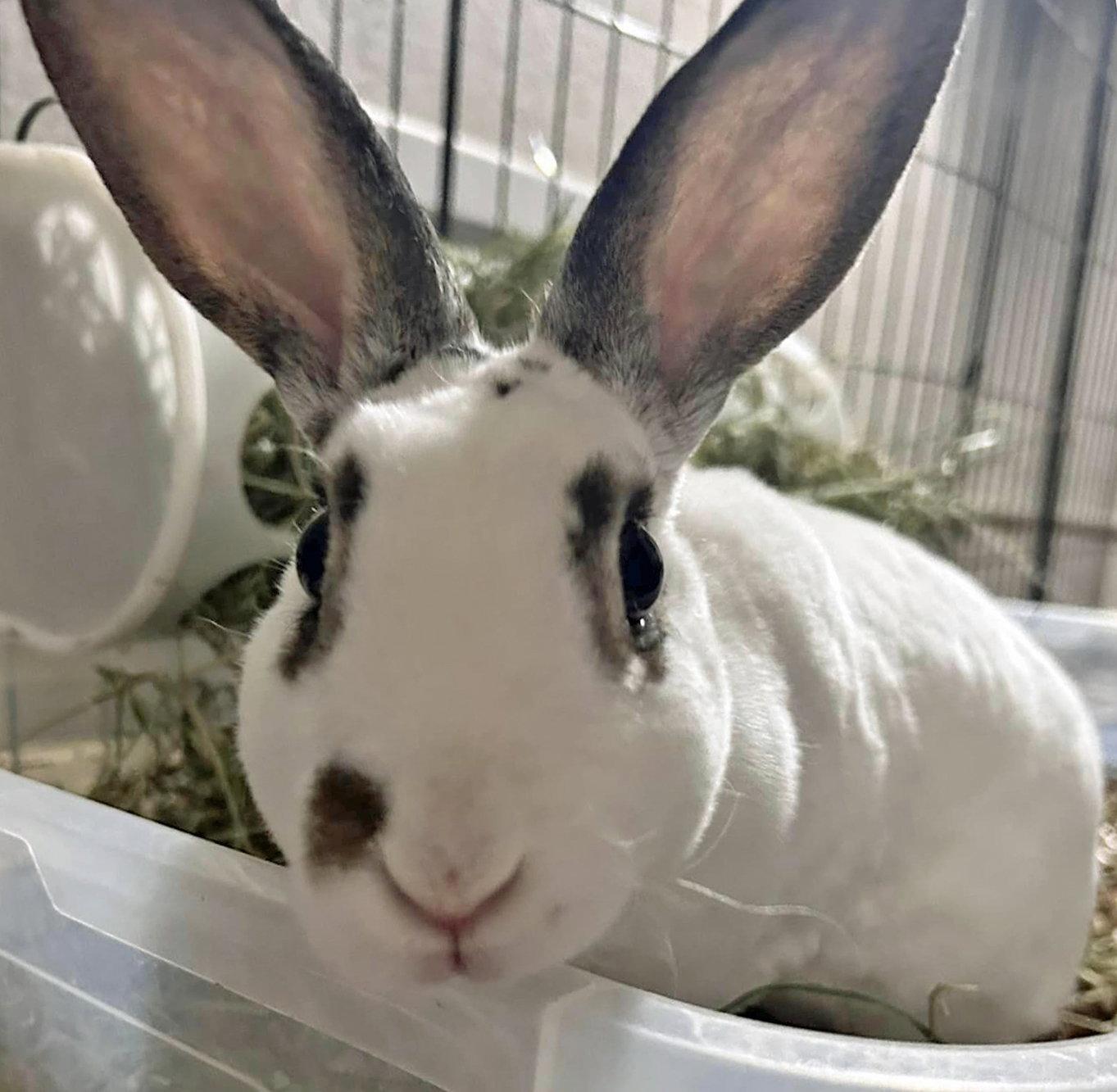 Felicity, a Adopted Mini Rex in Lakeville, MN image 3/3