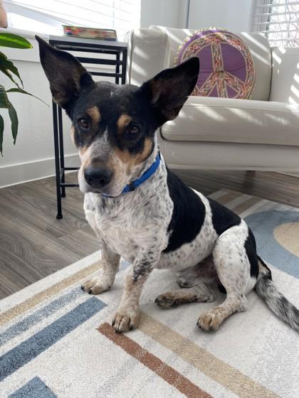 Logan — thumbnail 3