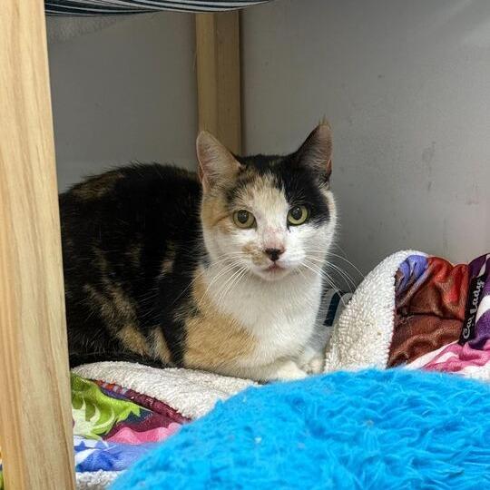 Enlarge Roxy, a Adoptable Domestic Short Hair in Nowata, OK image 1/1