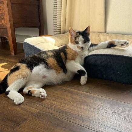 Enlarge Roxy, a Adoptable Domestic Short Hair in Nowata, OK image 2/2