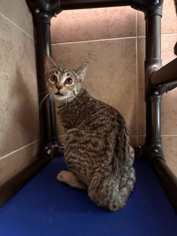 Enlarge Aida, a Adoptable Domestic Short Hair in Hobbs, NM image 1/1
