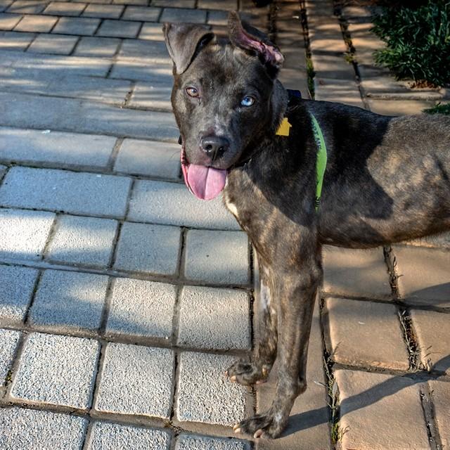 SONIC, Adoptable, Young Male Pit Bull Terrier & Siberian Husky.