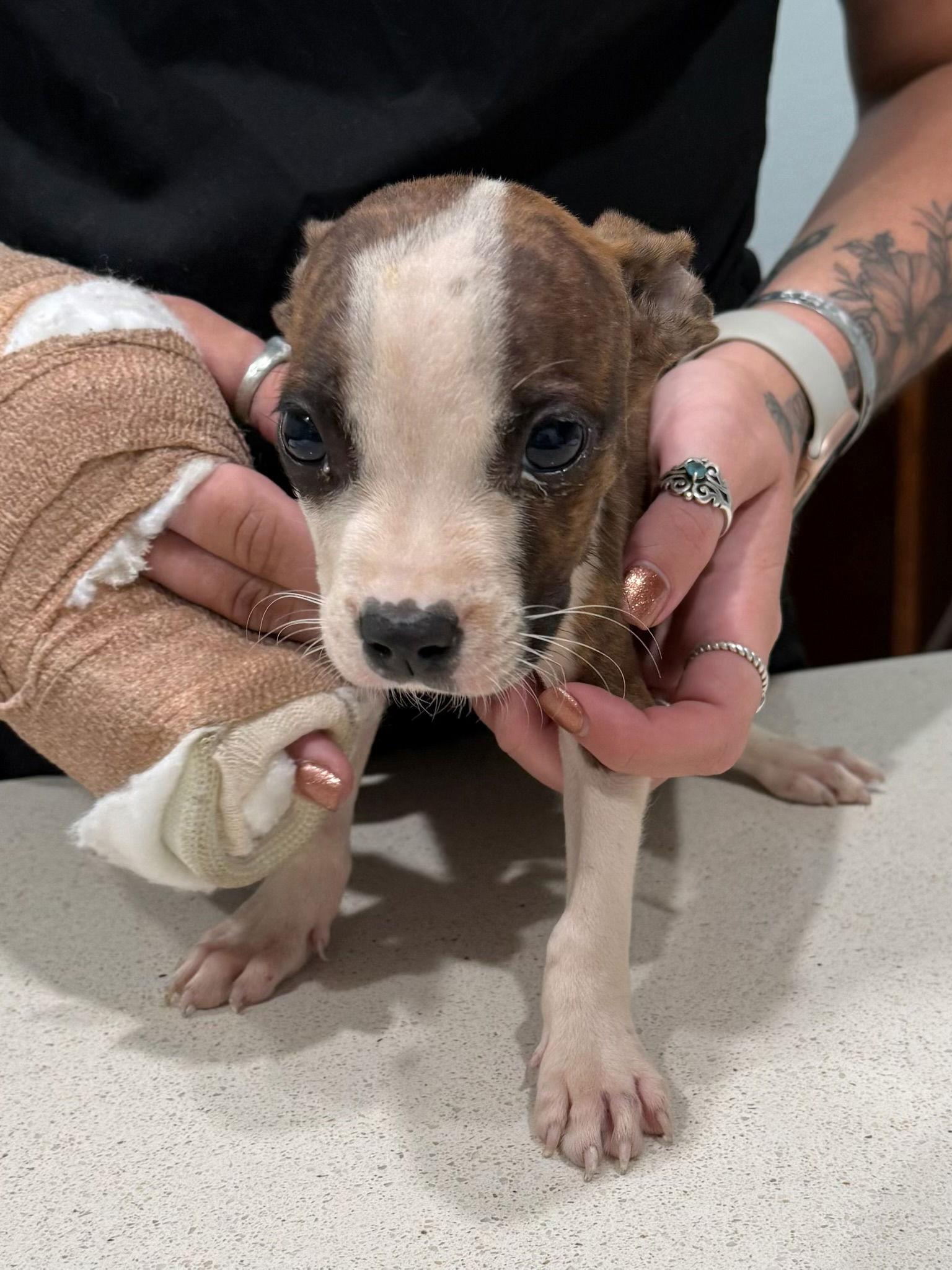 Fernando, Adopted, Young Male Pit Bull Terrier.