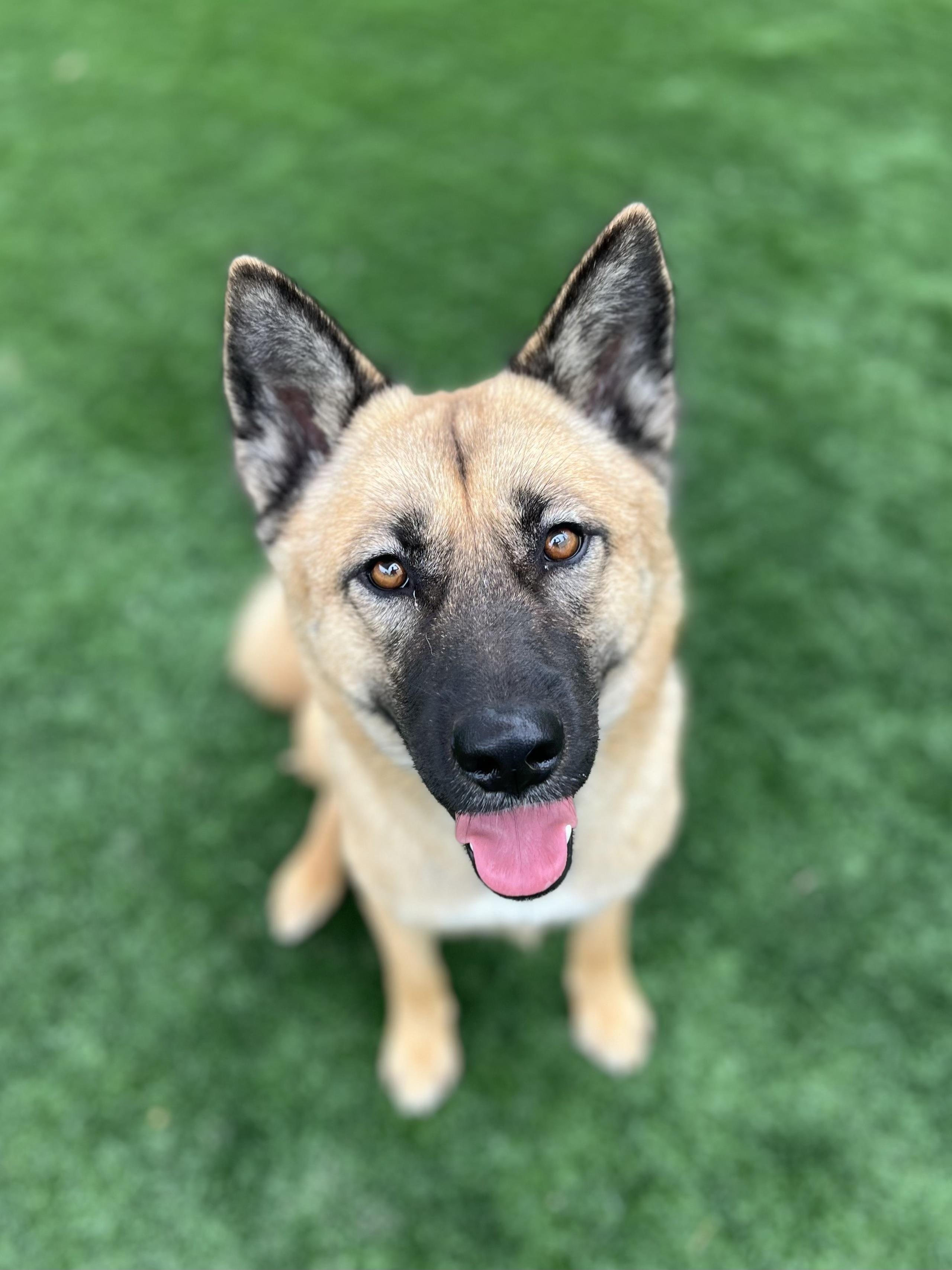 Golden / URGENT, a Adopted mixed breed in Rancho Palos Verdes, CA image 1/5