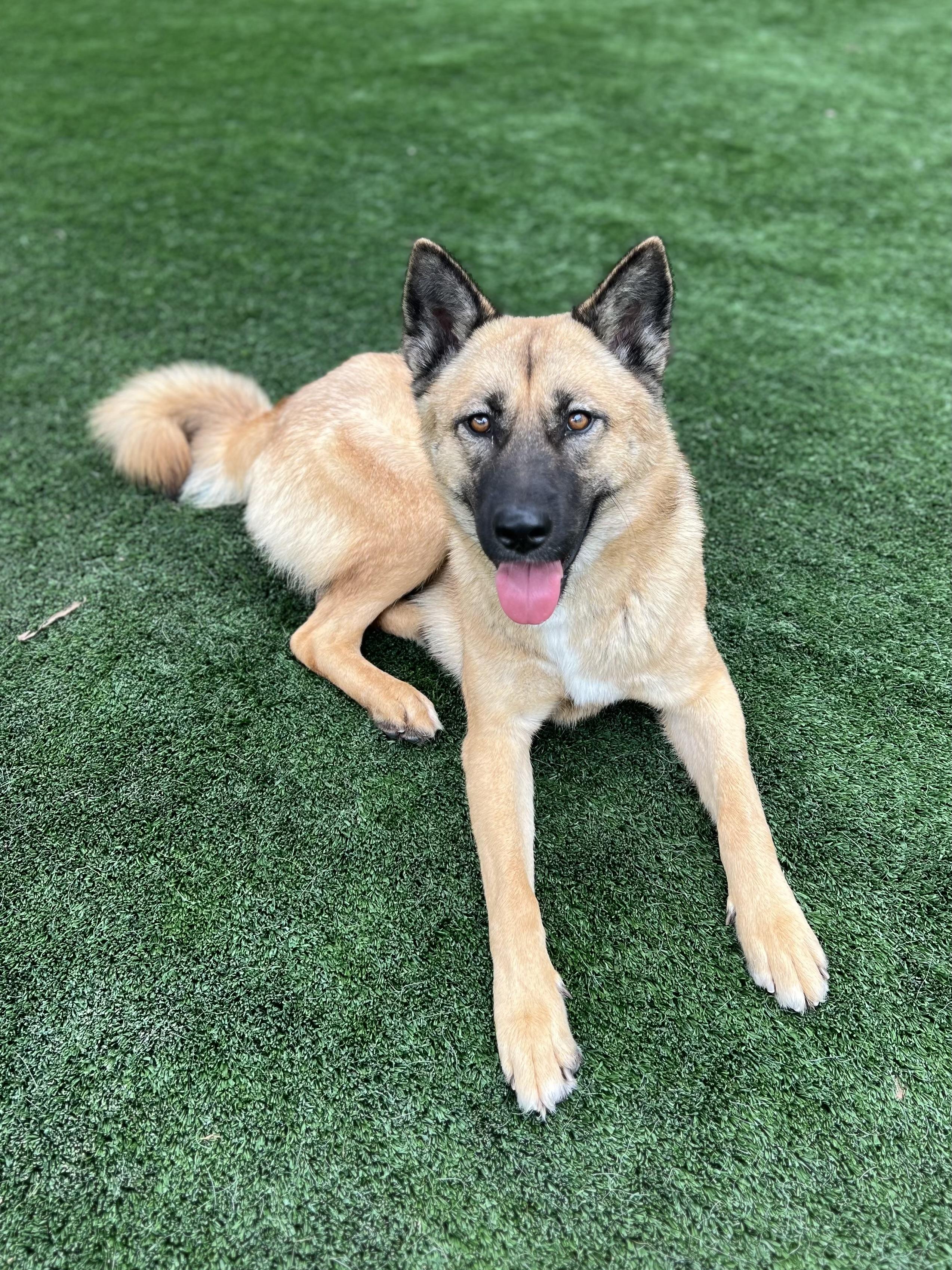 Golden / URGENT, a Adopted mixed breed in Rancho Palos Verdes, CA image 3/5