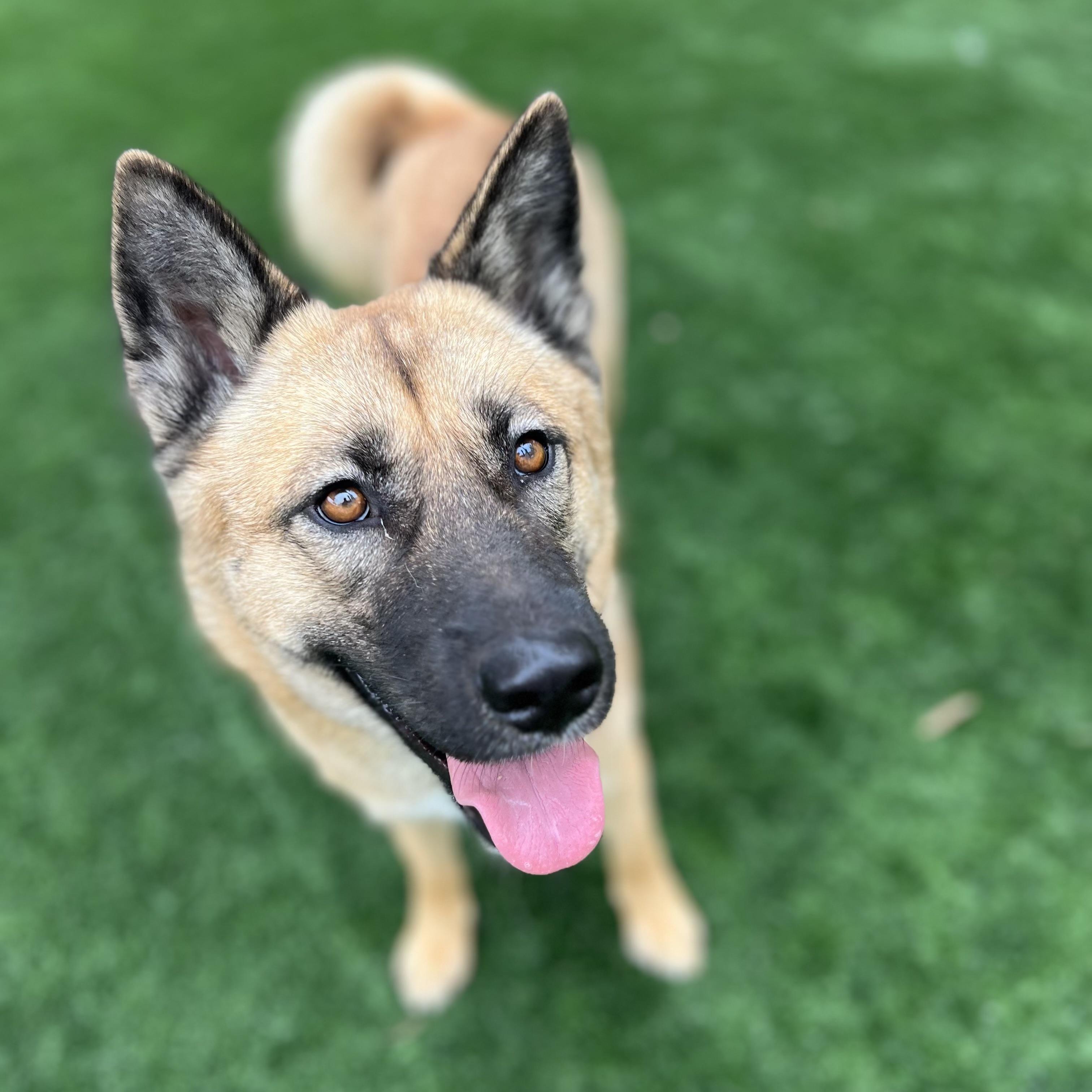 Golden / URGENT, a Adopted mixed breed in Rancho Palos Verdes, CA image 5/5