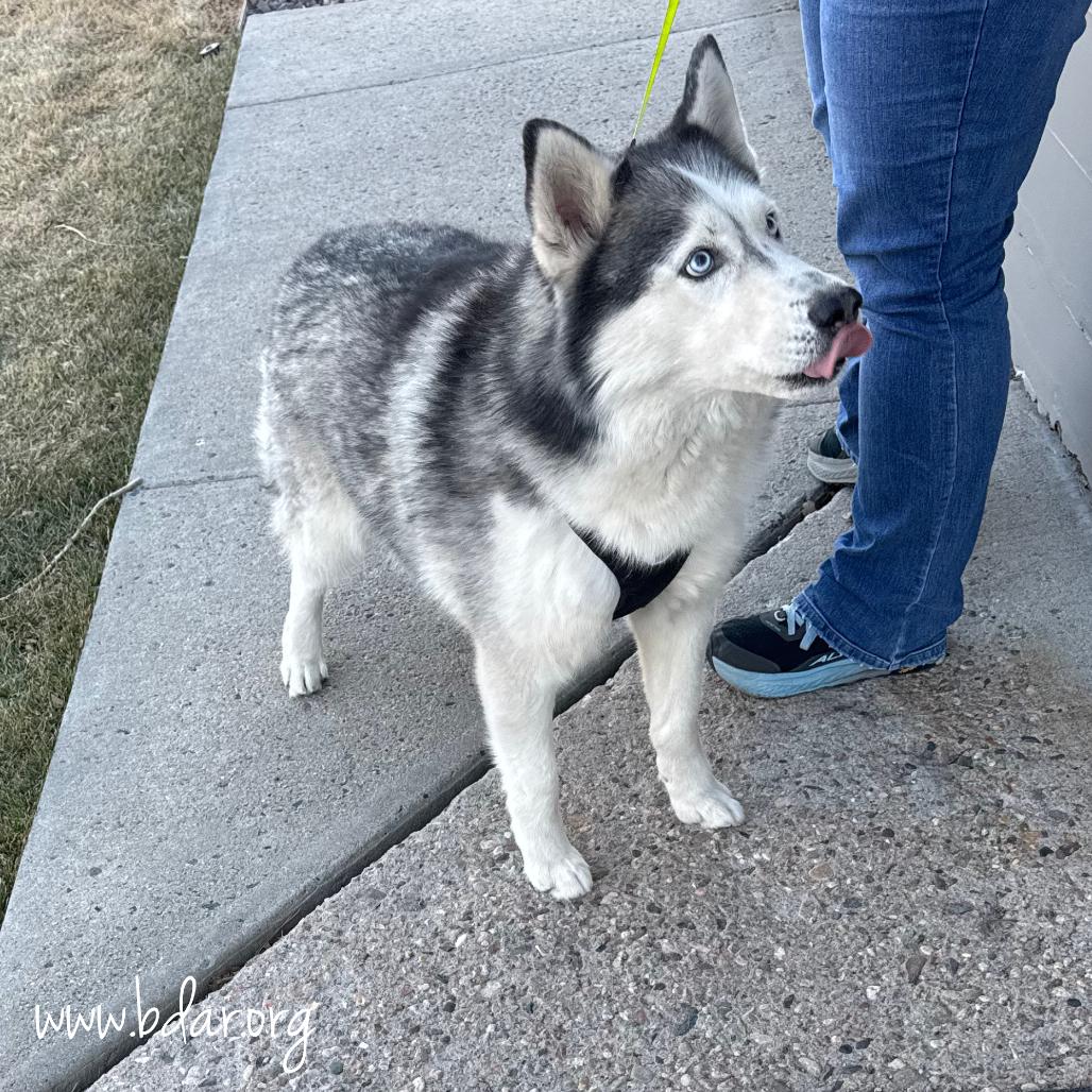 Enlarge Max, a Adoptable Siberian Husky in Cheyenne, WY image 1/3