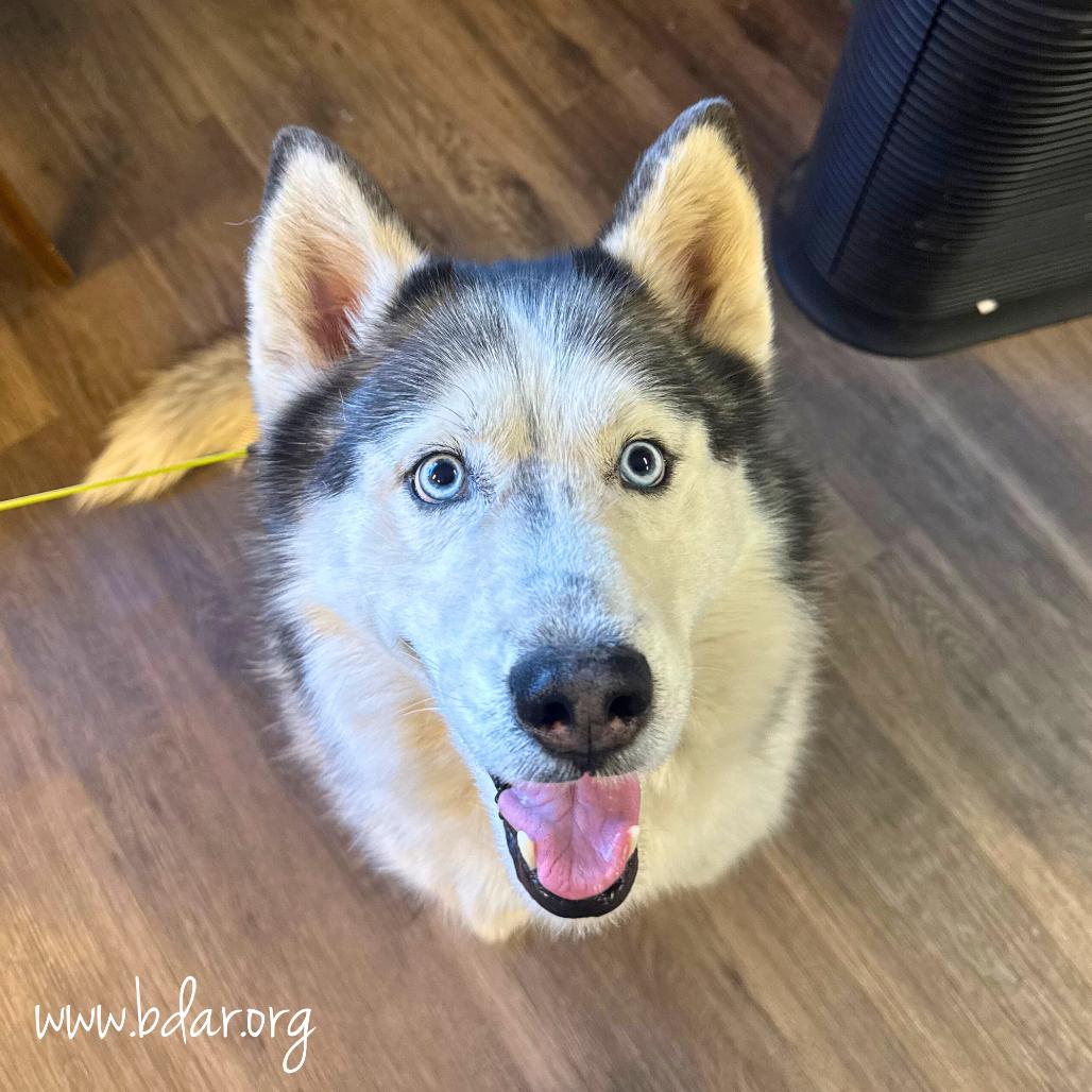 Enlarge Max, a Adoptable Siberian Husky in Cheyenne, WY image 3/3