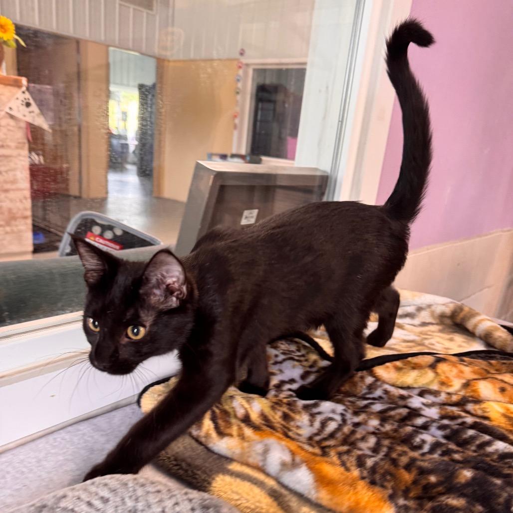 Neptune, Adoptable, Kitten Male Domestic Short Hair.