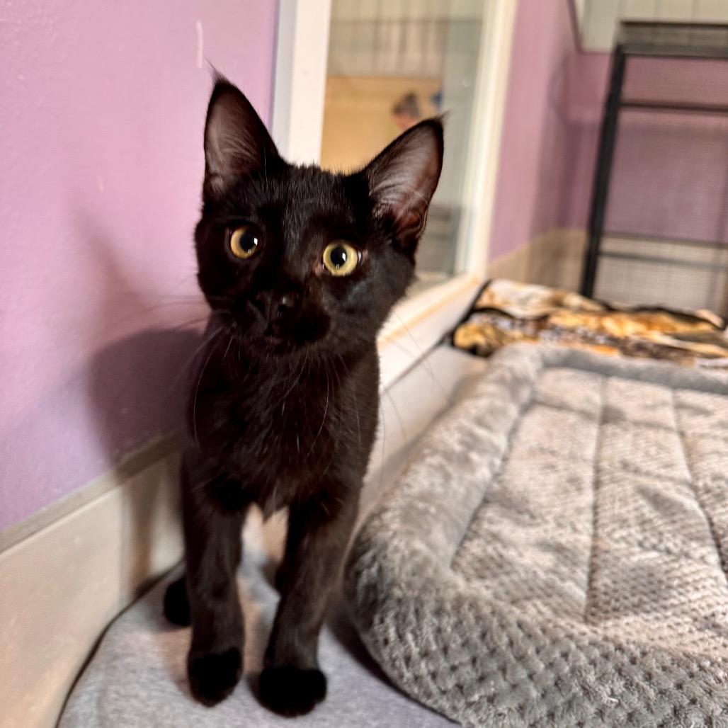 Enlarge Neptune, a Adoptable Domestic Short Hair in Mondovi, WI image 2/3