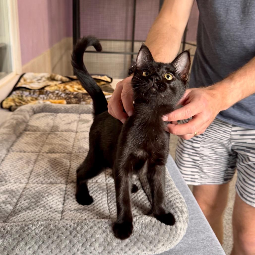 Enlarge Neptune, a Adoptable Domestic Short Hair in Mondovi, WI image 3/3