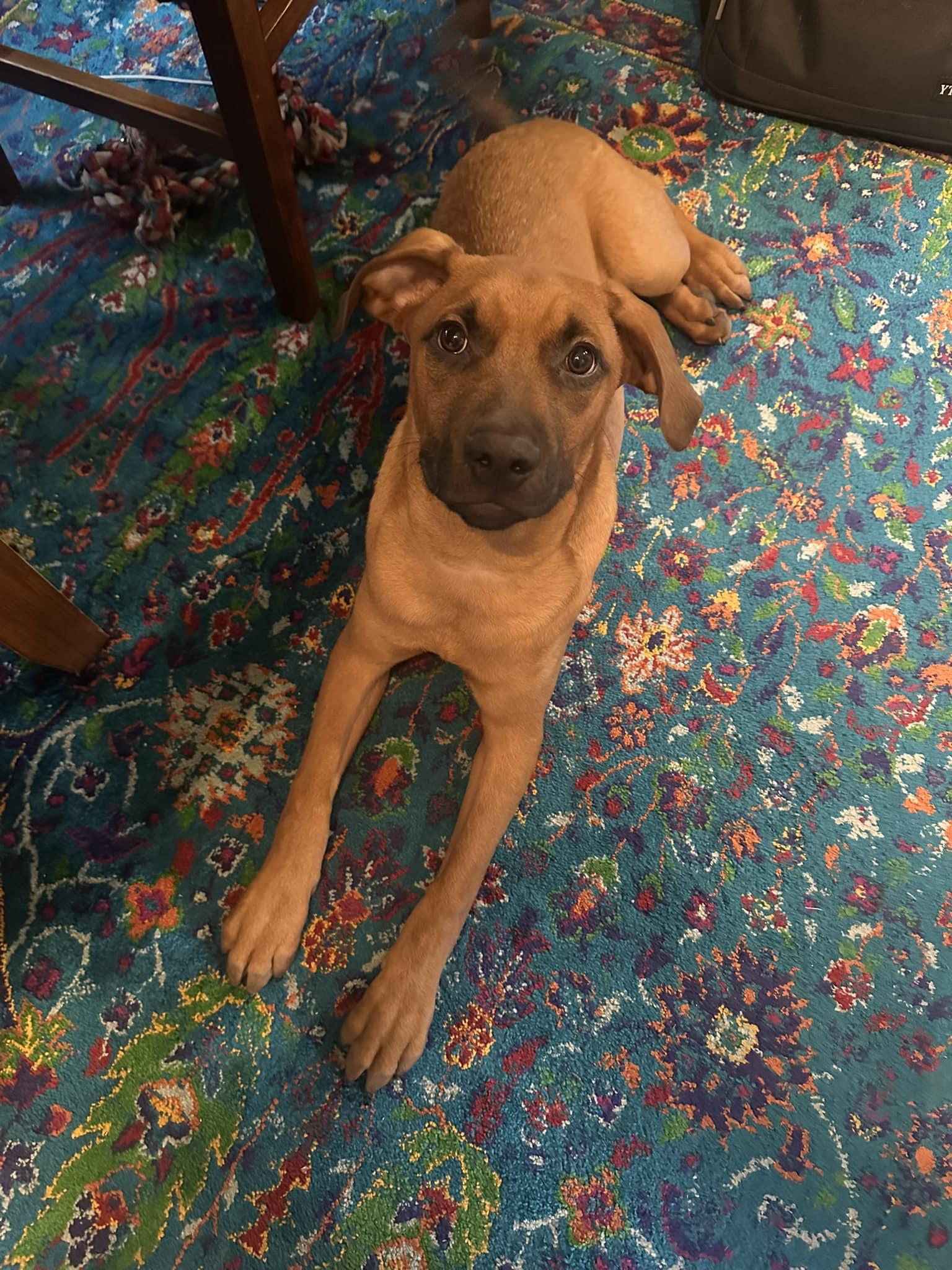 MAX, a Adoptable mixed breed in Perkasie, PA image 2/3