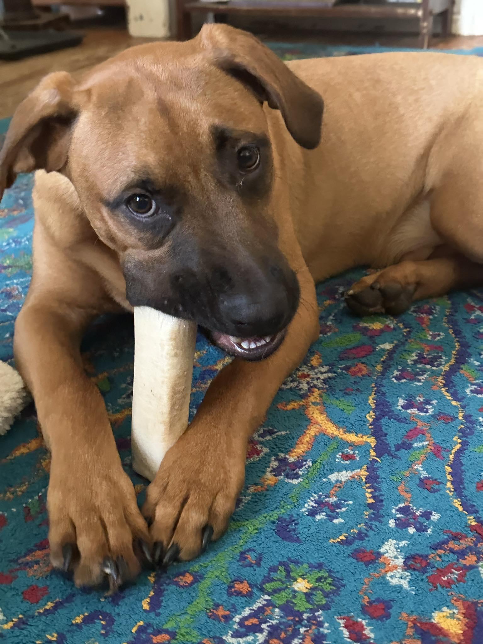 MAX, a Adoptable mixed breed in Perkasie, PA image 3/3