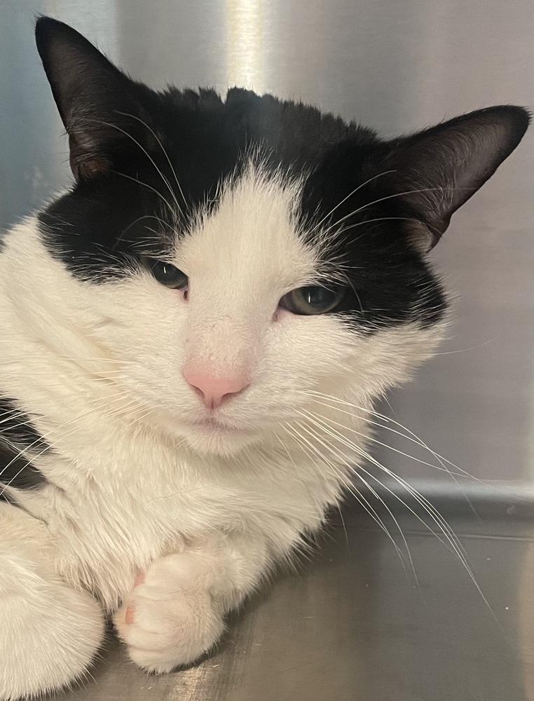 Linden St Charlie, Adoptable, Adult Male Domestic Short Hair.