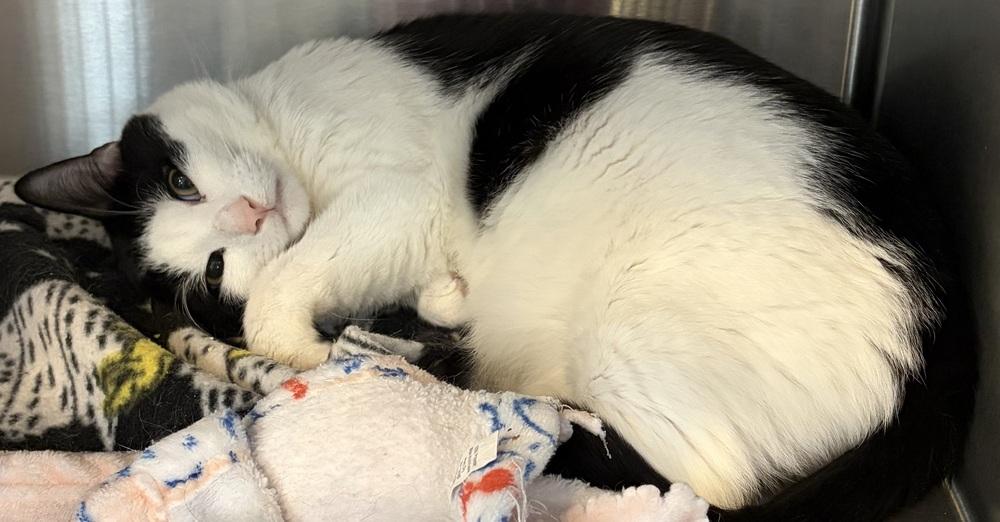 Linden St Charlie, a Adoptable mixed breed in Southbury, CT image 2/6